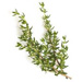 Thyme